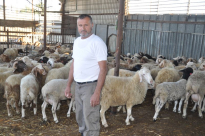  اللد: خرفان لعيد الأضحى المبارك لدى ملحمة أبو العبد "محمود خليلي"